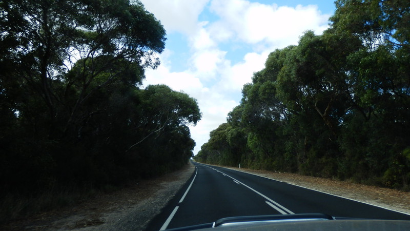 On the drive to Mount Gambier the avenues of trees sheltered us from the wind
