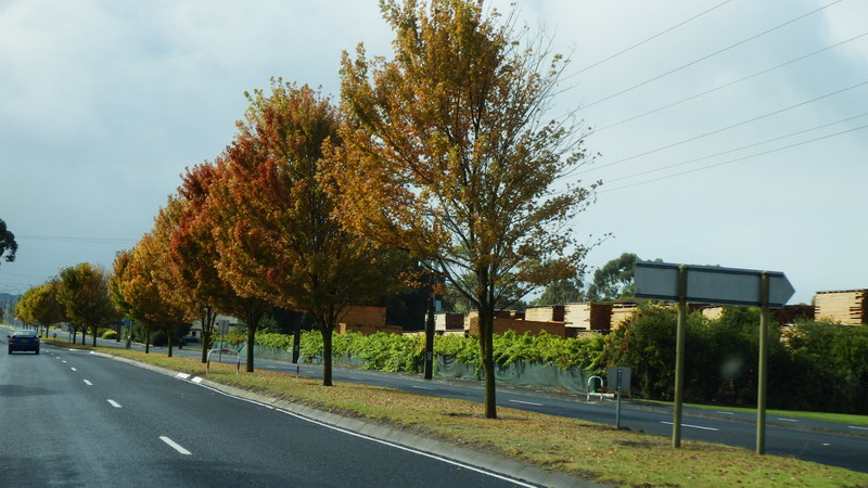 Leaving Mount Gambier we saw the early autumn leaves.  Reminded us of our recent Japan trip.