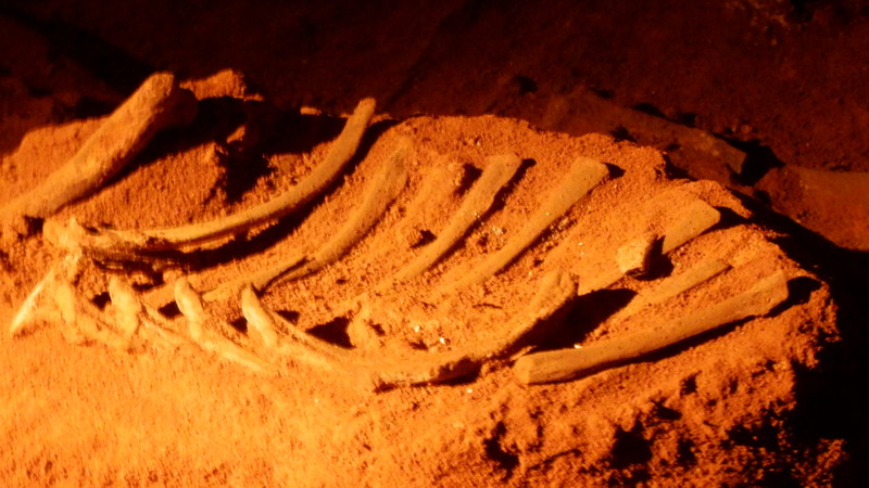 Ancient rib bones emerging from the floor of the fossil bed