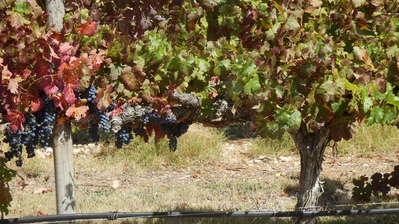 Harvest had begun in the Coonawarra but these grapes were yet to be picked.