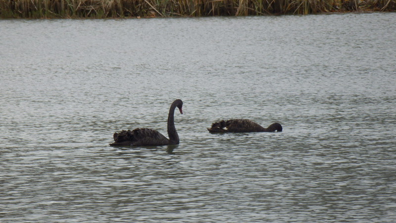 Black swans feeding