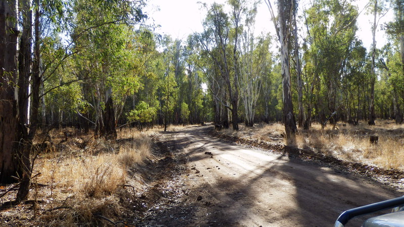 One of the Red Gum forest tracks