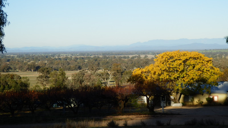 The view across the plains to Milawa, with the Snowy Mountains in the background