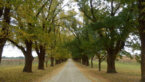 Autumn colours certainly lift the driveway in to All Saints winery.