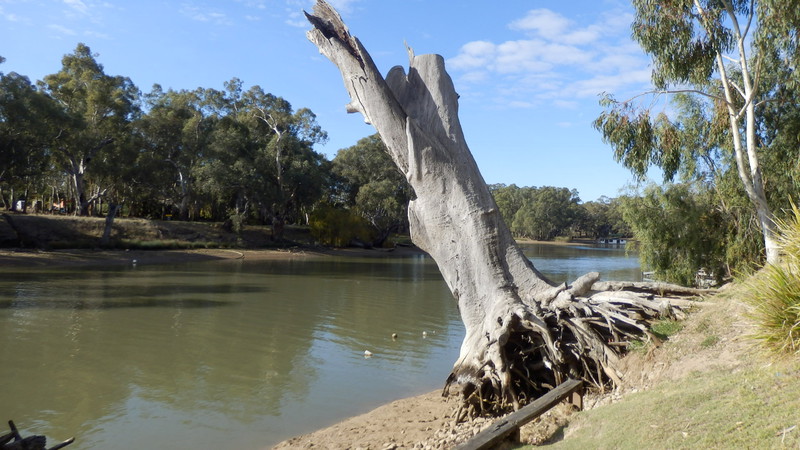 This tree on the Edward River shows how strong the flood flows must be.