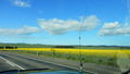 Fluffy white clouds in a blue sky over fields of canola is a beautiful way to start a trip