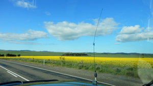 Fluffy white clouds in a blue sky over fields of canola is a beautiful way to start a trip