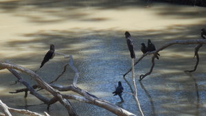 Black cockatoos sit on a Darling River snag