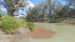 These outback rivers are natural and healthy