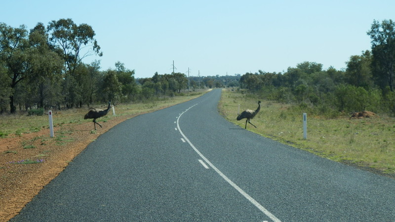 Emu crossing, please give way. This was NOT the racing emu incident – that came later.