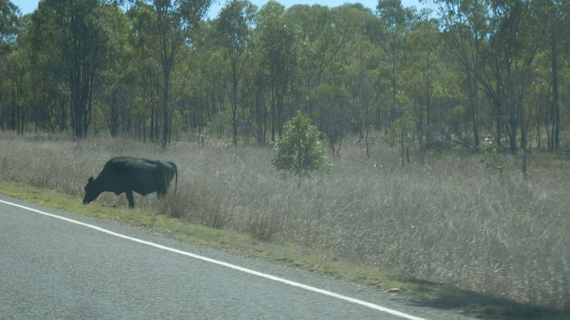 A steer grazes too close for comfort