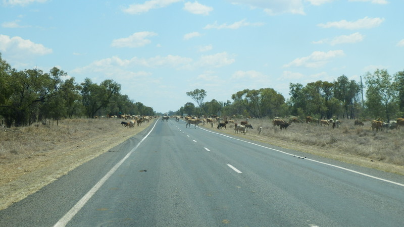 Look out! There are cattle all over the road.