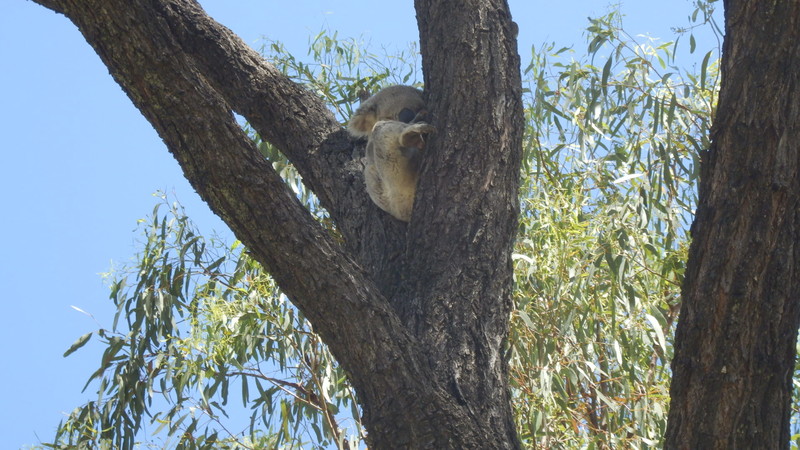 We found this sleepy Koala in a local park