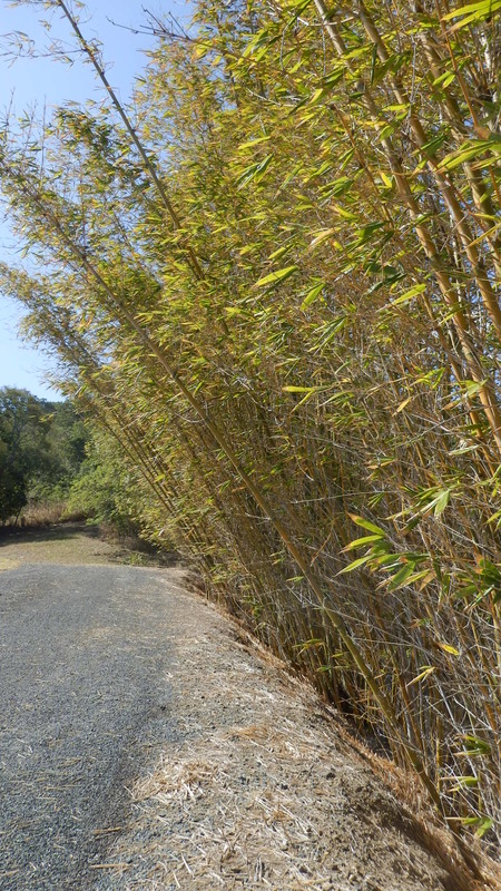 Giant bamboo acts as a wind break along the driveway near the house