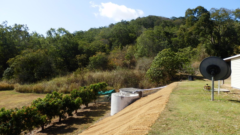 Coconut fibre matting stabilises the slope from the house down to the mango trees.  The forest behind the house is where the python hunts at night.