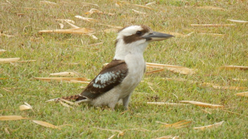 A kookaburra on the lawn at feeding time