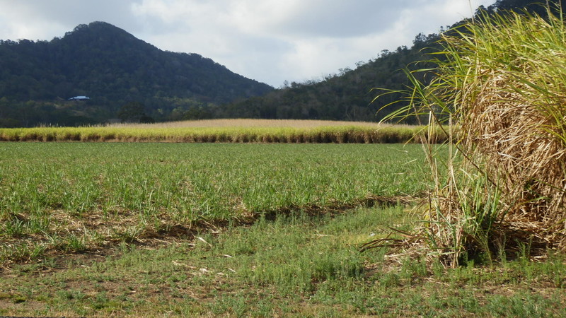 Young sugar cane grows right next to mature cane
