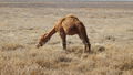 The dry season has brought wild camels in closer to Dysart than usual