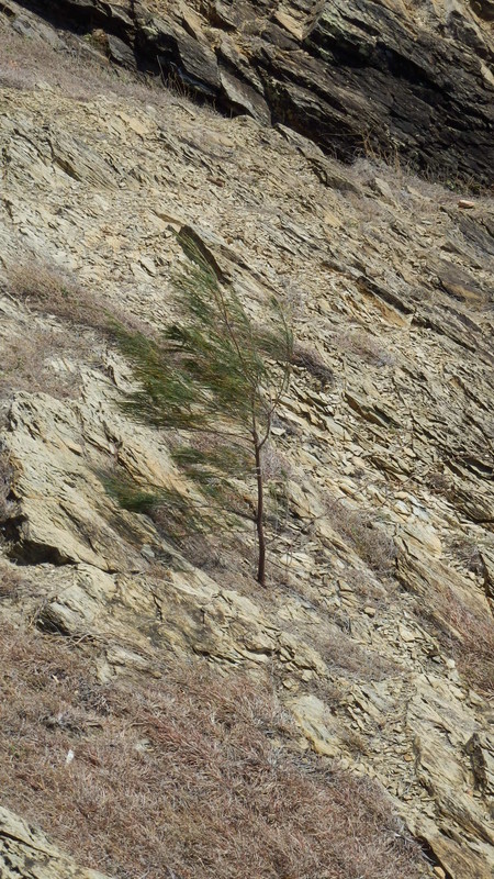 This little tree struggles to grow in solid rock