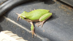 This little fella wanted to hitch a ride.  Sorry, back into the garden you go.
