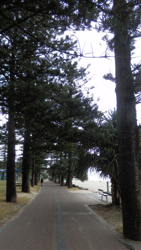 The tree-lined beach promenade