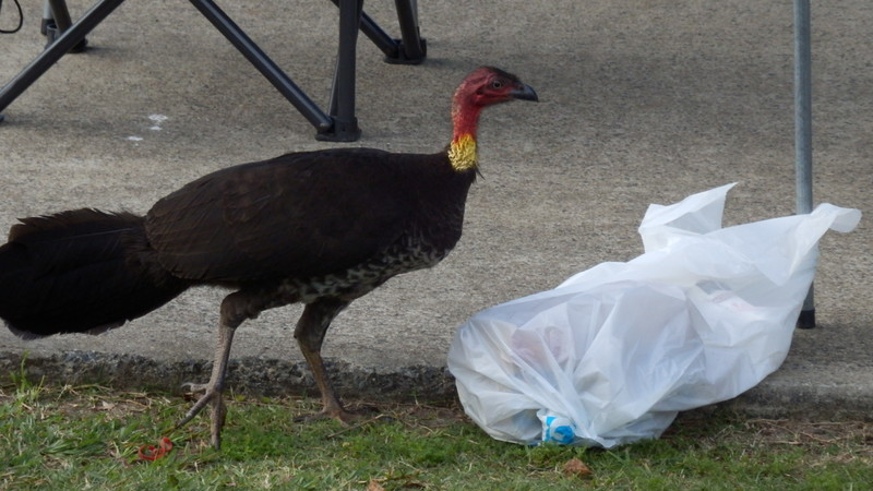 There were more bush turkeys and this one was checking out our neighbour’s garbage bag.