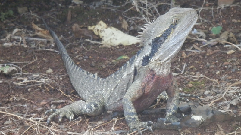 These big lizards were residents of the Lismore caravan park.