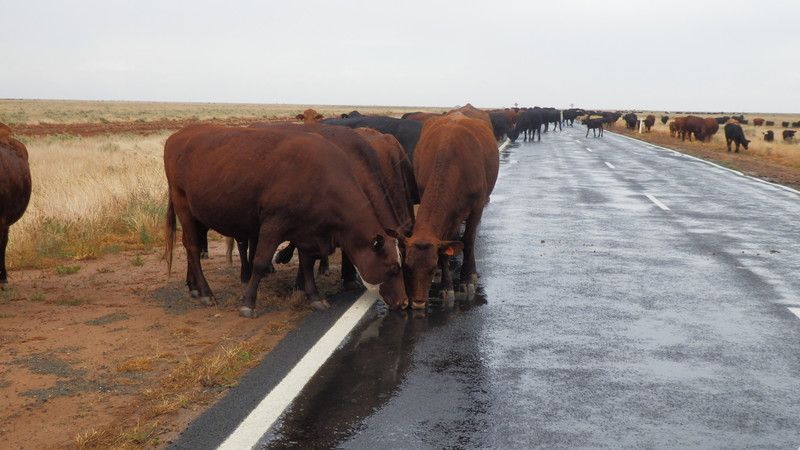 These cattle did not want to move.  Drinking out of the puddles was much more desirable.