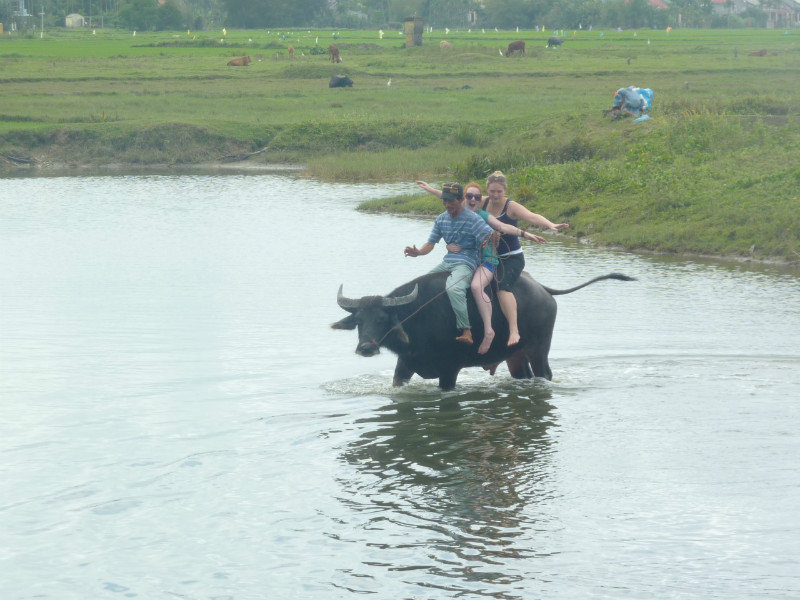 Water Buffalo Rides