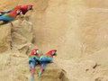 parrots on the cliff
