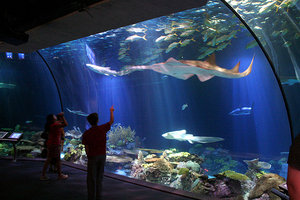 Sea World Aquarium 