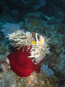 Clown fish in anemone
