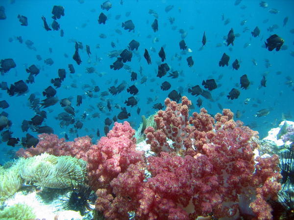 There are lots of live and colours under water