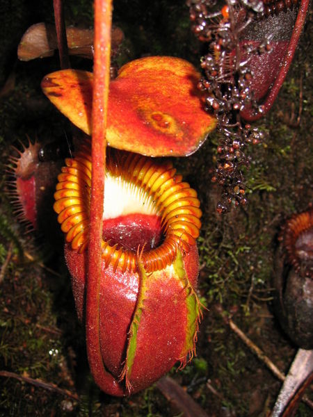 Large lower pitcher of Nepenthes rajah