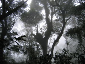 Fog in the rain forest..