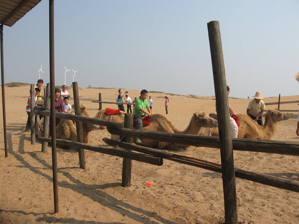The camels we rode