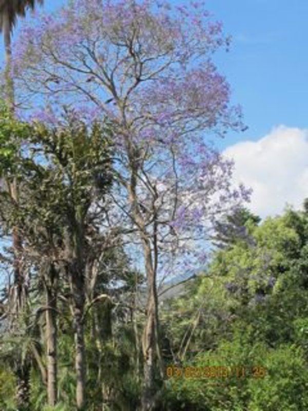 5.Jacaranda tree