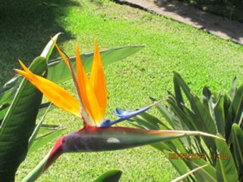 6.Bird of paradise flower