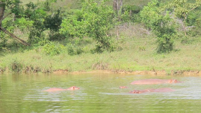 72. Four hippos under water, waiting