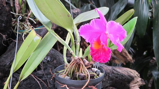 15. Orchidarium 1