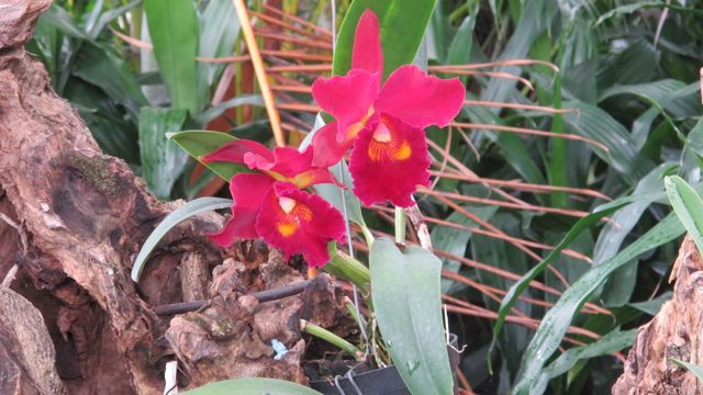 16. Orchidarium 2