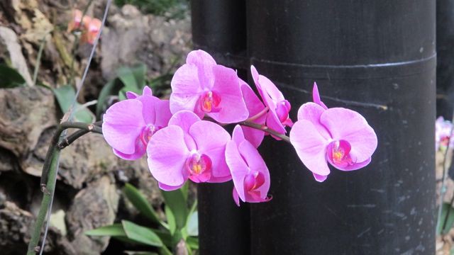 17. Orchidarium 3