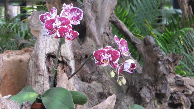 18. Orchidarium 4