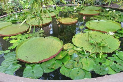 2016-02-01 16.12.20GiantLillyPads500
