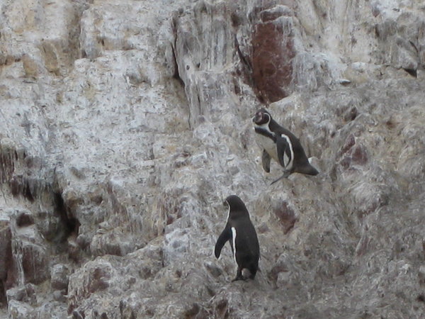 penguins on an island off south coast of peru