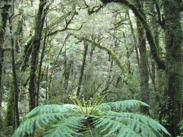 The Routeburn Forest