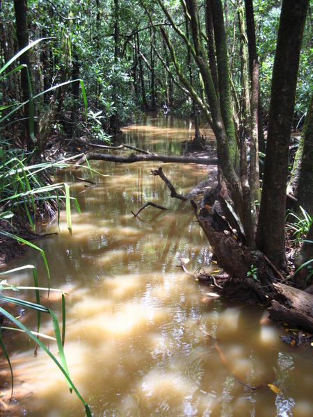 Cape Tribulation Rainforest