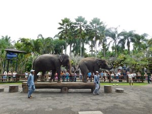 Day 3 - Taro - Elephant Show 1