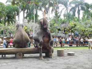 Day 3 - Taro - Elephant Show 2