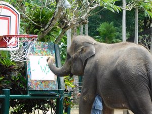 Day 3 - Taro - Elephant Show 5